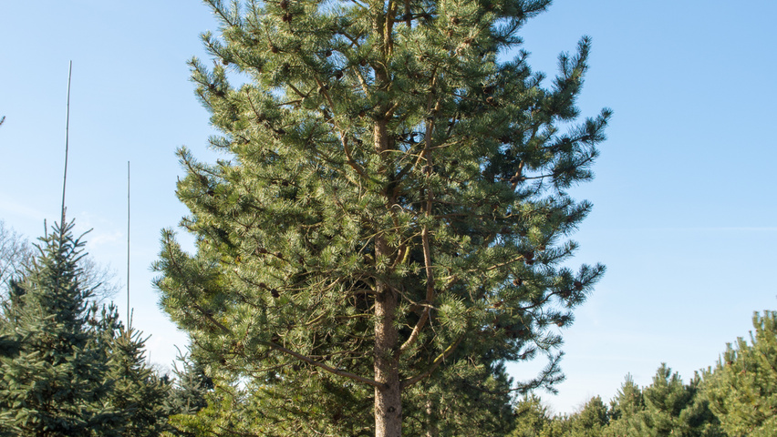 Pinus contorta standard tree
