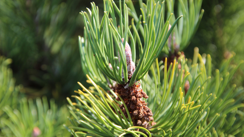 Pinus contorta leaves