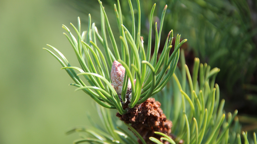 Pinus contorta leaves
