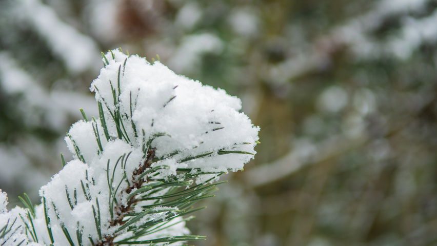 Pinus contorta leaves