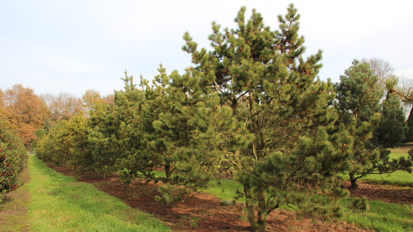 Pinus contorta multi-stem