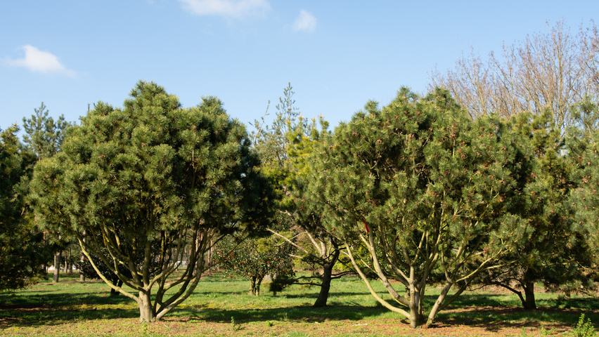 Pinus contorta multi-stem umbrella
