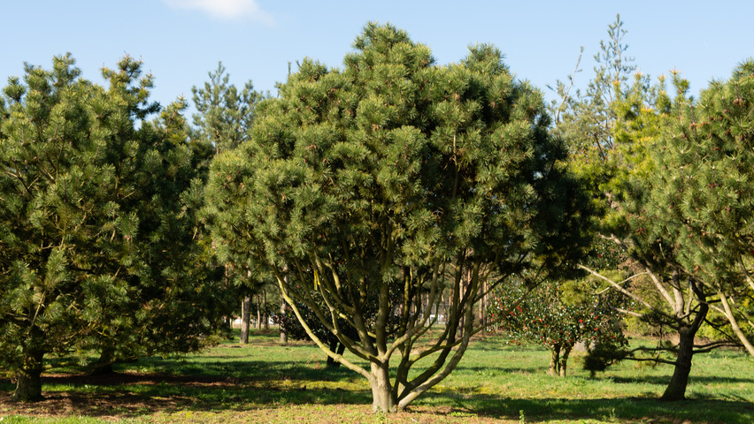 Pinus contorta multi-stem umbrella