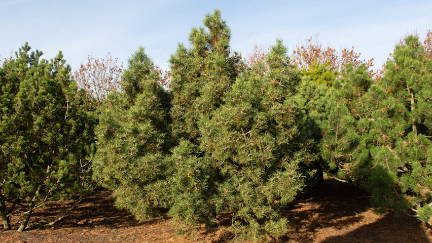 Pinus contorta solitary shrubs