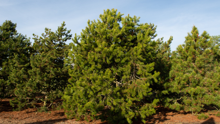 Pinus contorta solitary shrubs