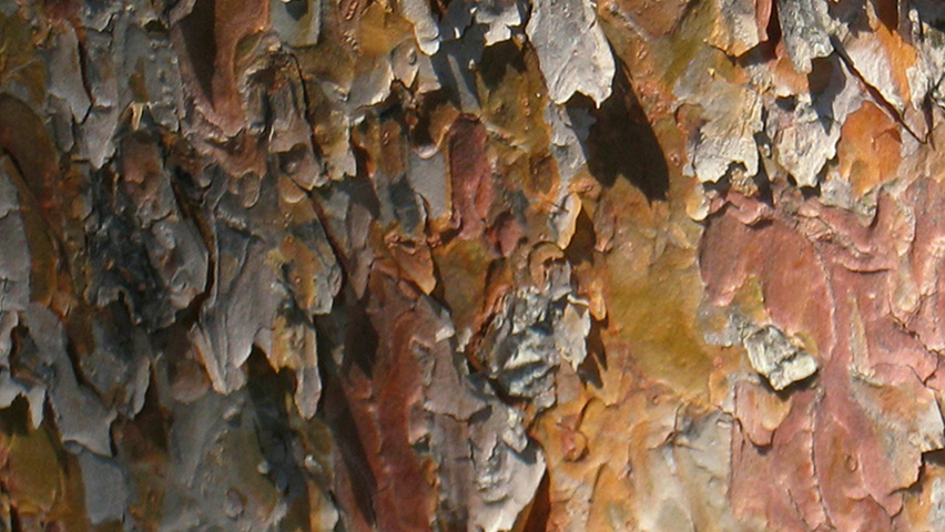 Pinus densiflora bark