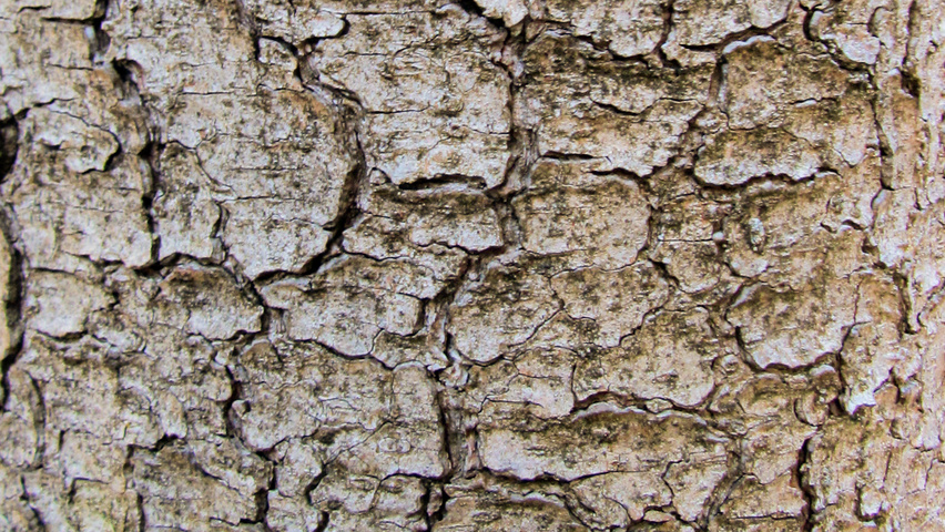 Pinus densiflora bark