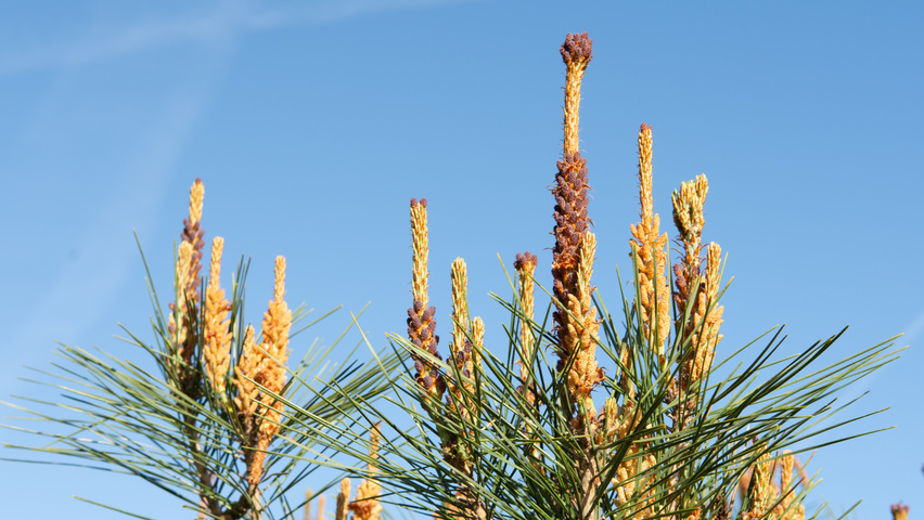 Pinus densiflora flowers