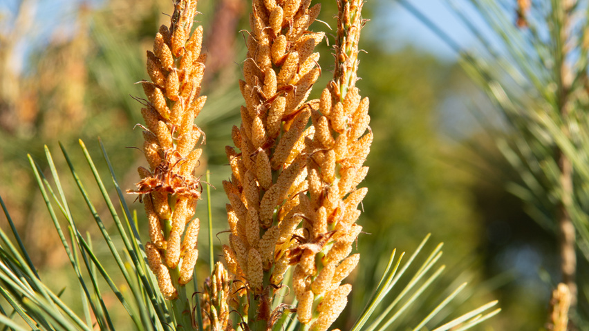 Pinus densiflora flowers