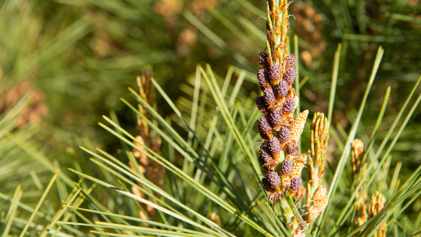 Pinus densiflora flowers