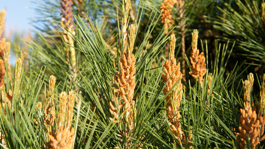 Pinus densiflora flowers