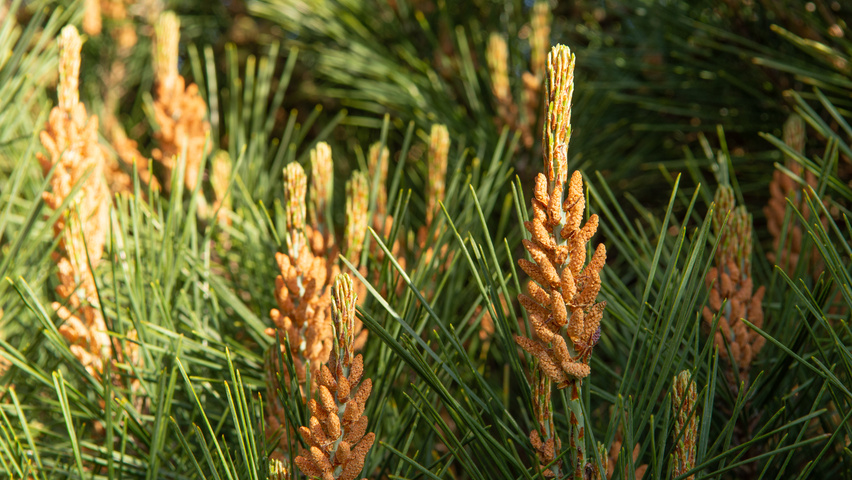 Pinus densiflora flowers