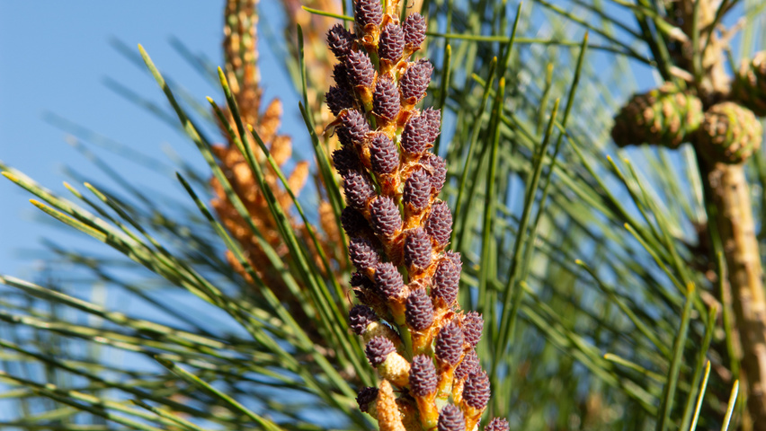 Pinus densiflora flowers