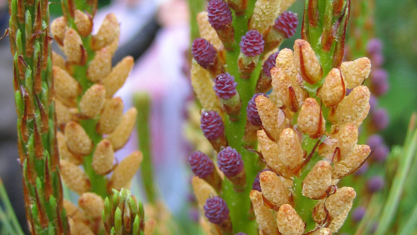 Pinus densiflora flowers