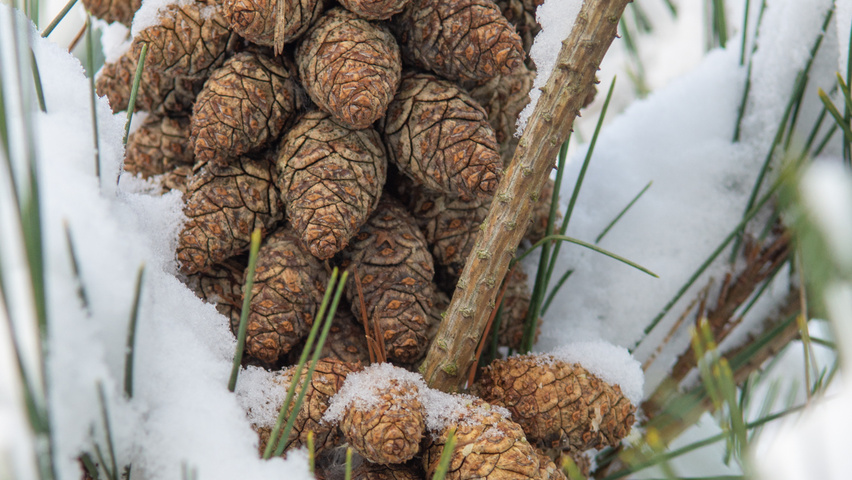 Pinus densiflora fruits
