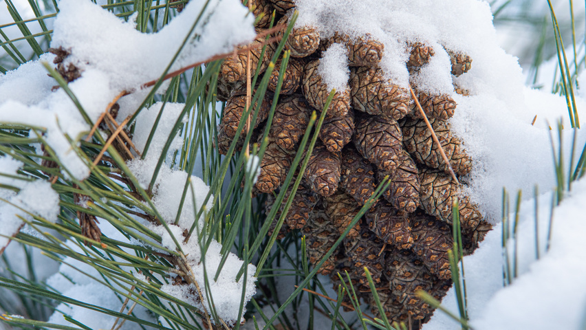 Pinus densiflora fruits