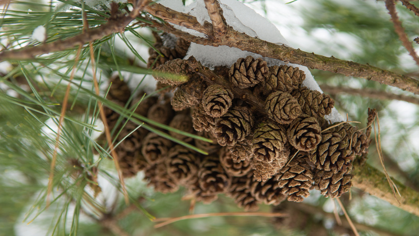 Pinus densiflora fruits