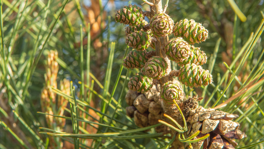 Pinus densiflora fruits