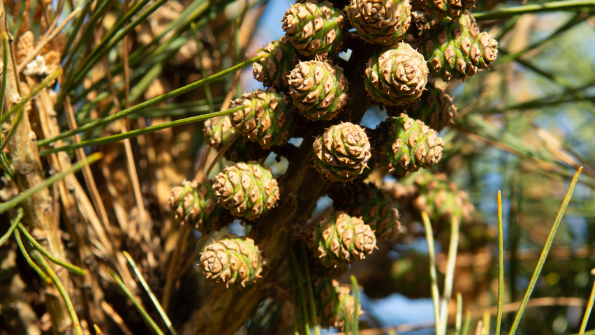Pinus densiflora fruits