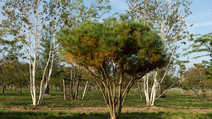Pinus densiflora multi-stem umbrella