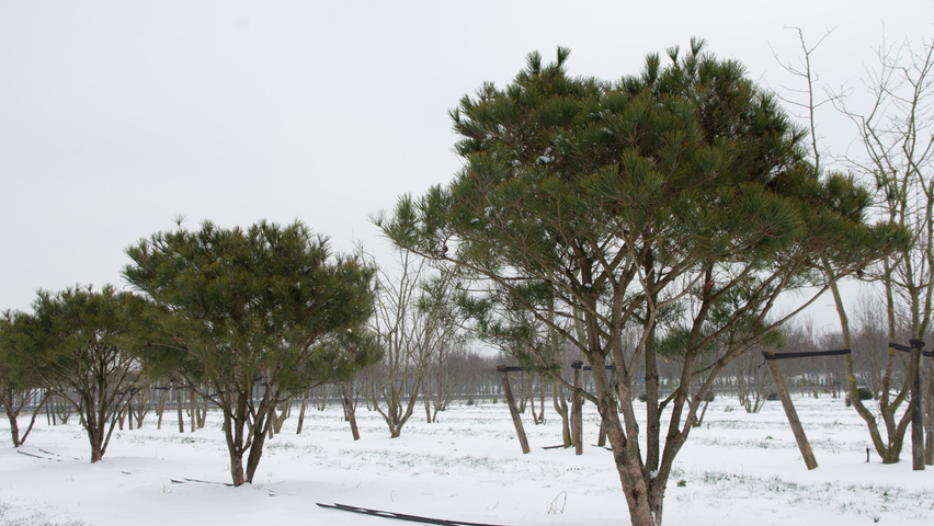 Pinus densiflora multi-stem umbrella