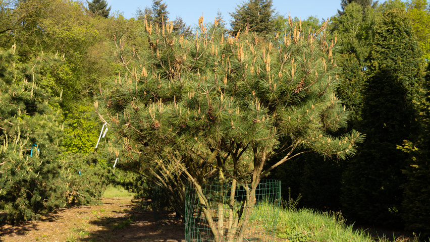Pinus densiflora multi-stem umbrella
