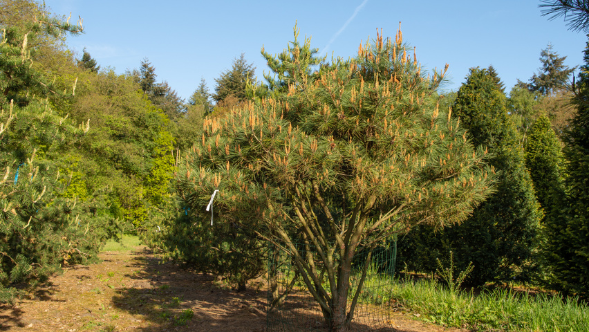 Pinus densiflora multi-stem umbrella