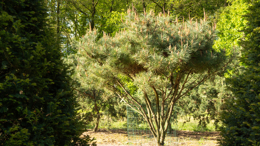 Pinus densiflora multi-stem umbrella
