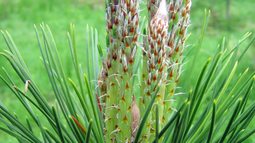 Pinus densiflora twigs