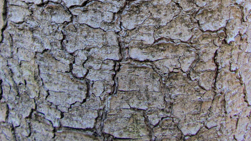 Pinus heldreichii bark