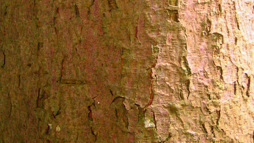 Pinus heldreichii bark