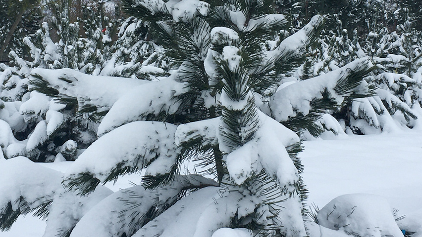Pinus heldreichii feathered