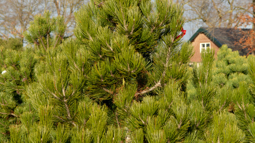 Pinus heldreichii feathered