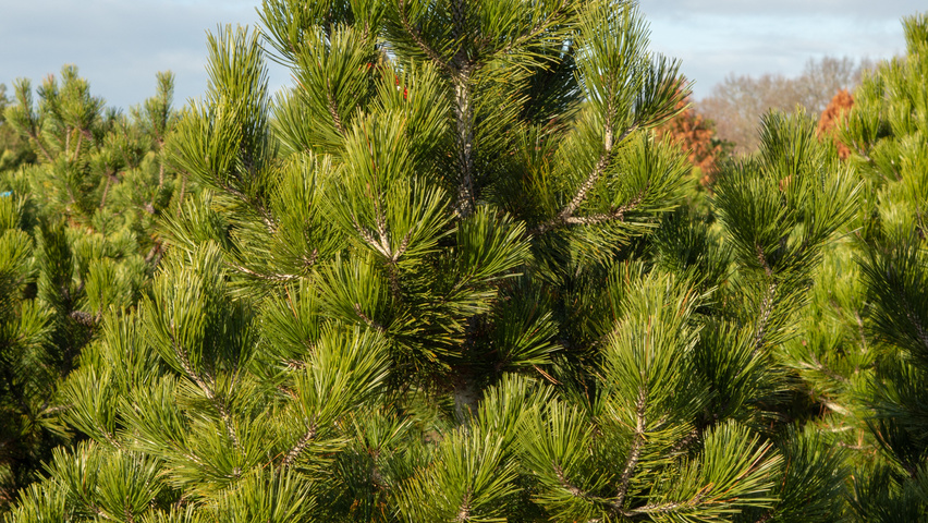 Pinus heldreichii feathered