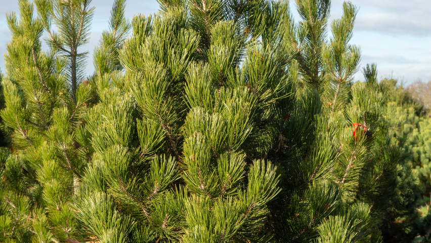 Pinus heldreichii feathered
