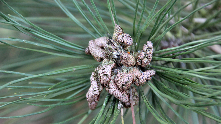 Pinus heldreichii flowers