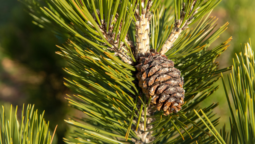 Pinus heldreichii fruits