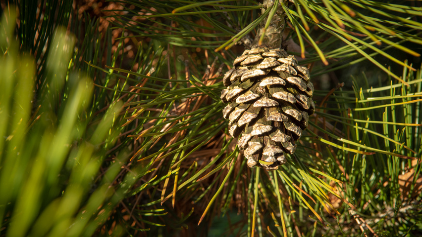 Pinus heldreichii fruits
