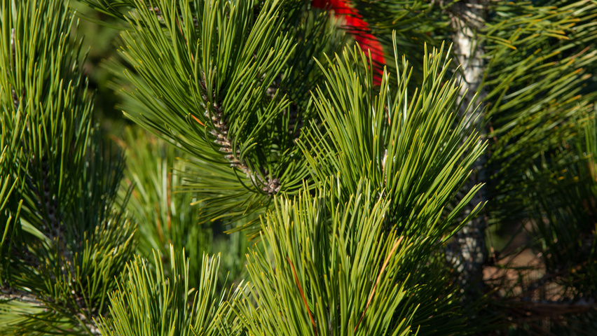 Pinus heldreichii leaves