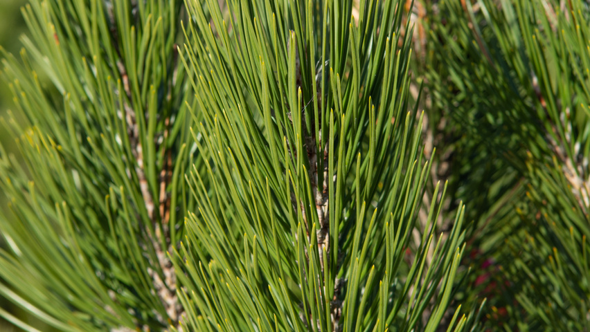 Pinus heldreichii leaves