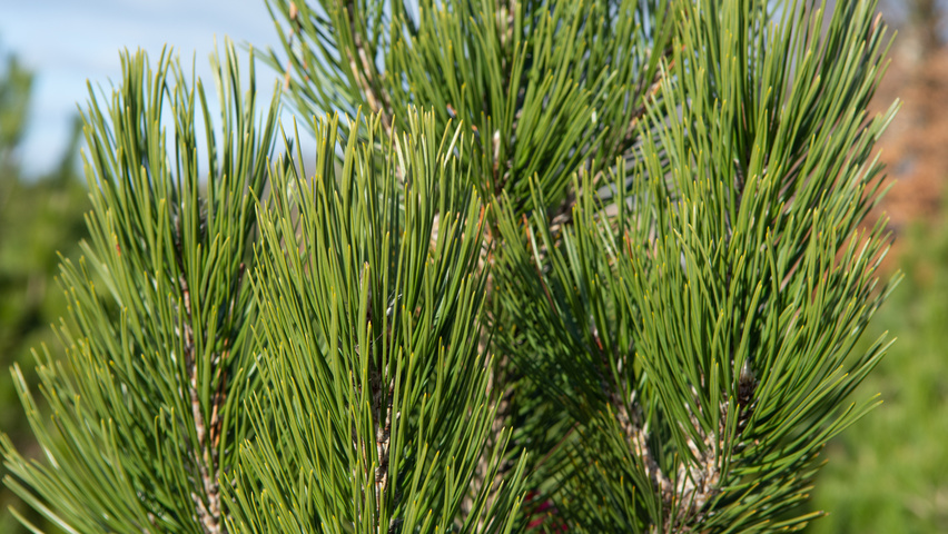Pinus heldreichii leaves