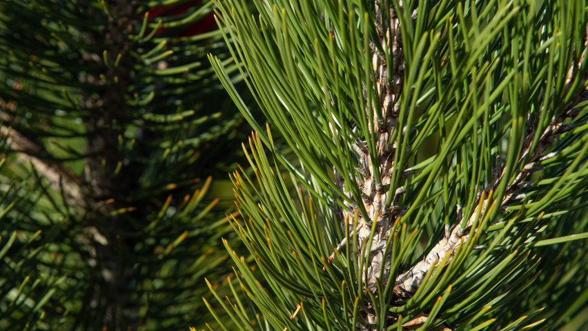 Pinus heldreichii leaves