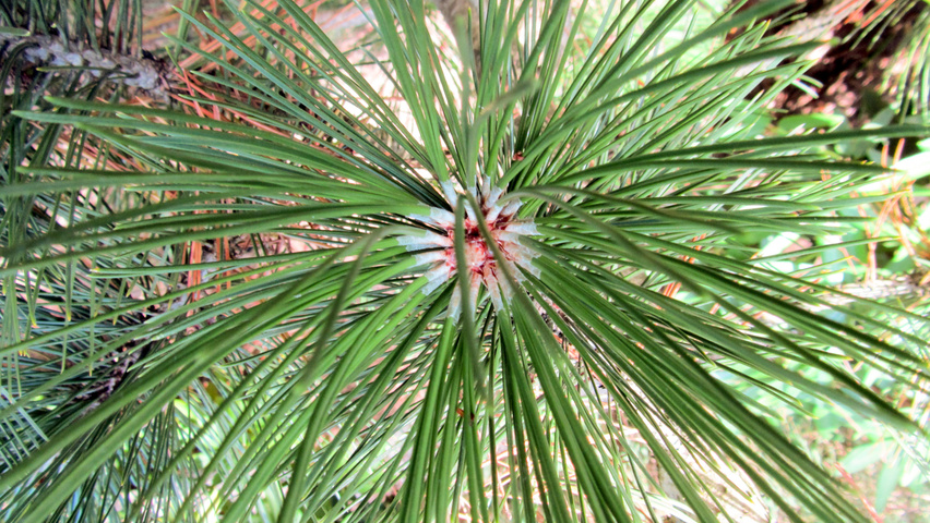 Pinus heldreichii leaves
