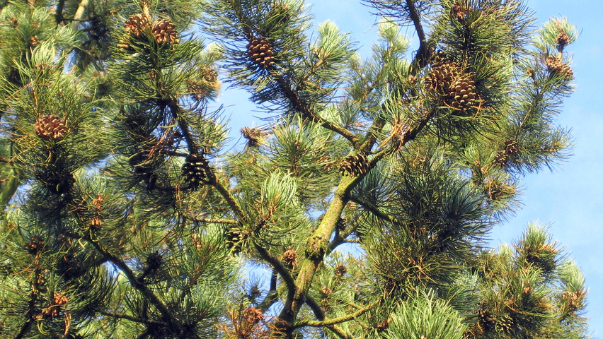 Pinus heldreichii leaves