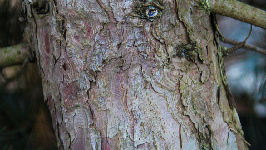 Pinus koraiensis bark