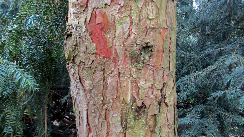Pinus koraiensis bark