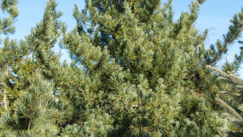 Pinus koraiensis feathered