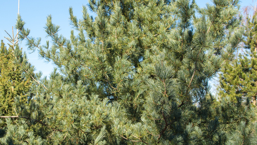 Pinus koraiensis feathered