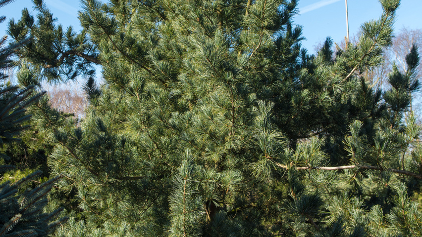 Pinus koraiensis feathered