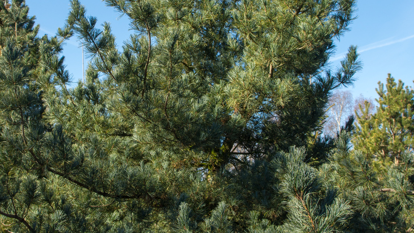 Pinus koraiensis feathered